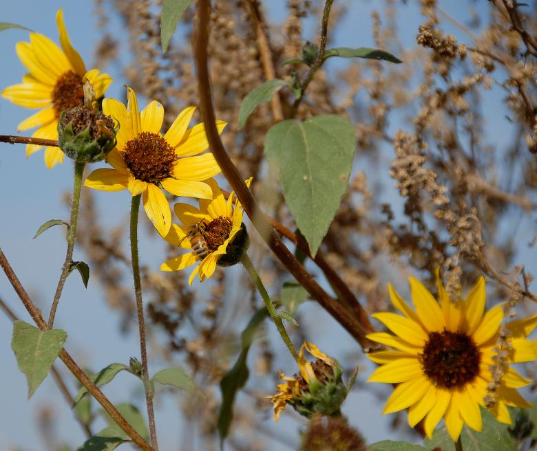 Free stock image of Gimme the Honey! created by j. l. johnson