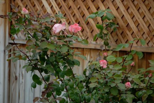 Free Stock Photo of Pink Roses