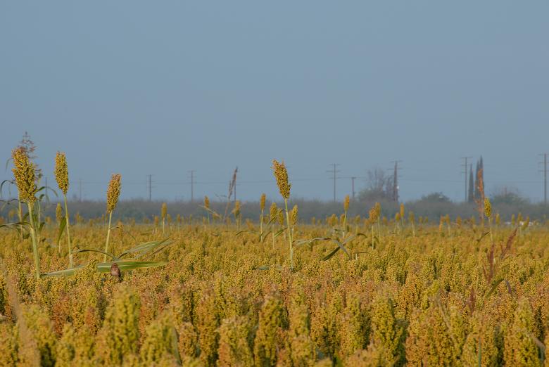 Free stock image of Sparrow in the Cornfield created by j. l. johnson