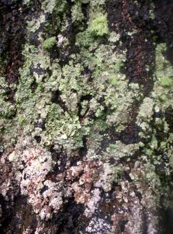 Free Stock Photo of Lichen on West Facing Silver Birch 1