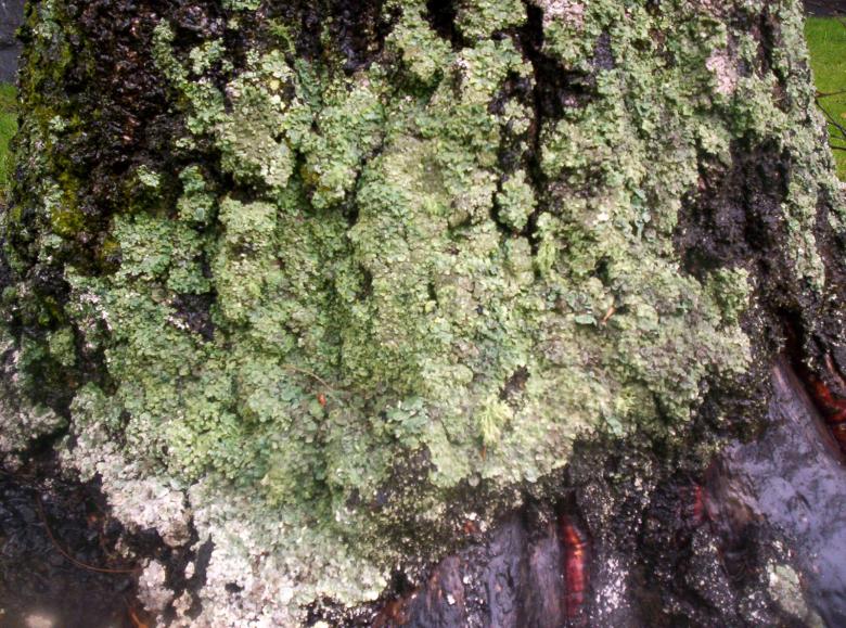 Free stock image of Lichen on West Facing Silver Birch 2 created by Peter Alexander Robb