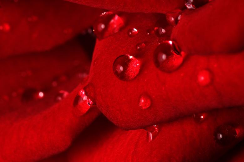 Free stock image of Rose Drops created by trevor henry