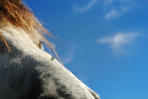 The horse and the fly - Free Stock Photo
