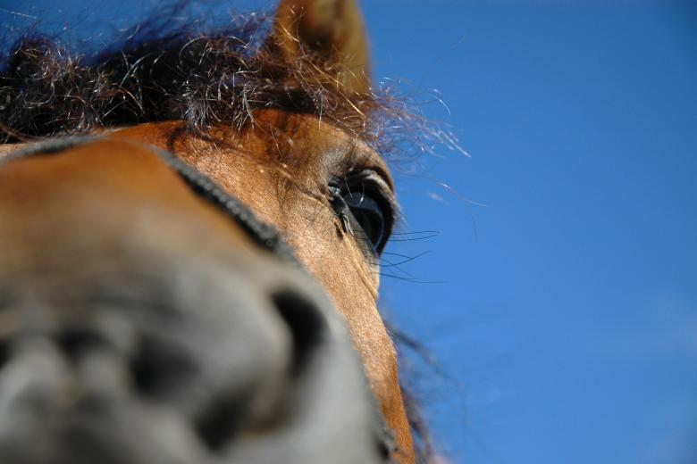 Free stock image of Horse created by j. hoek