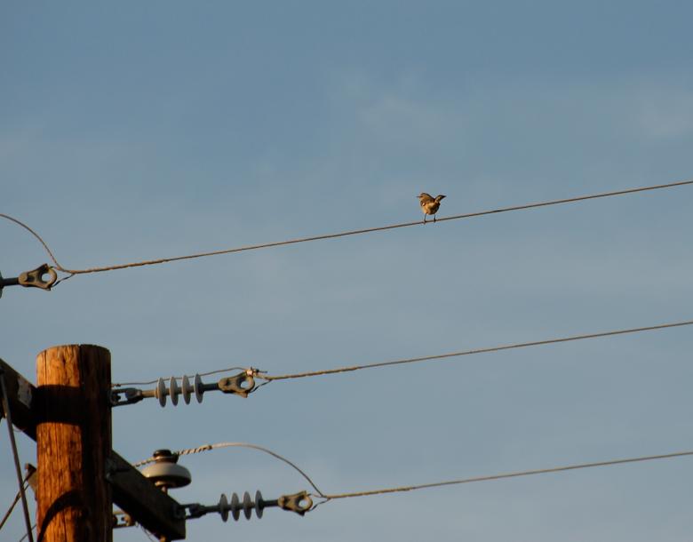 Free stock image of Sparrow on a Wire created by j. l. johnson