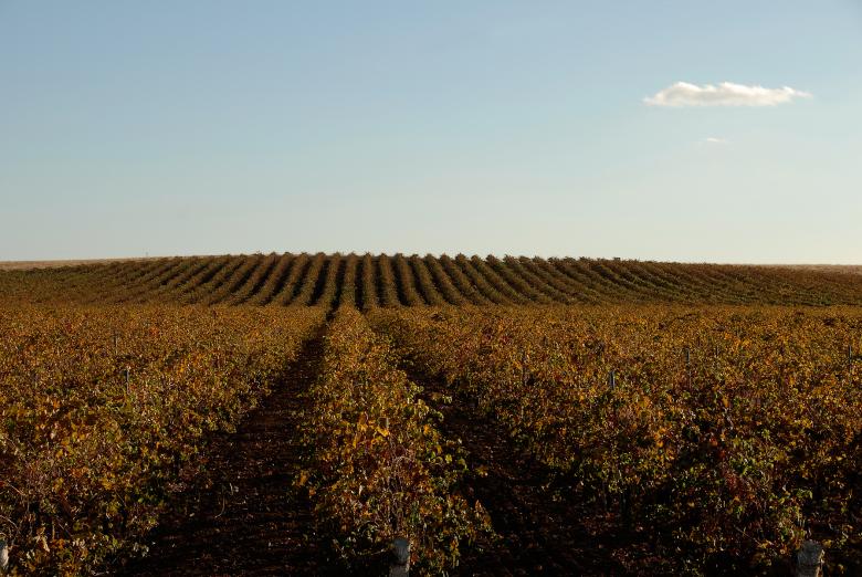 Free stock image of The Vineyard created by j. l. johnson