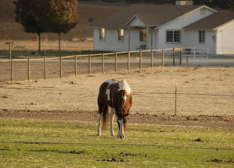 Free stock image of Grazing Mustang created by j. l. johnson