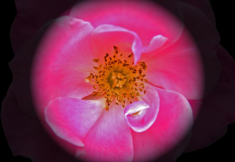 Free stock image of Pretty in Pink created by j. l. johnson