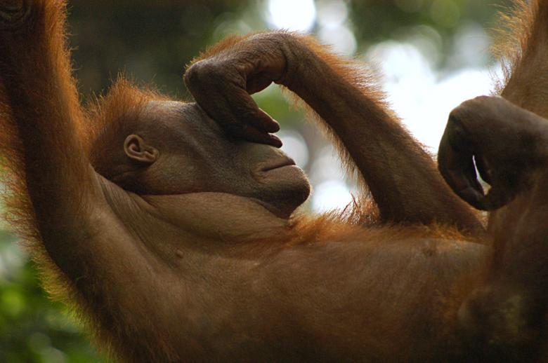 Free stock image of Orang created by barry russell
