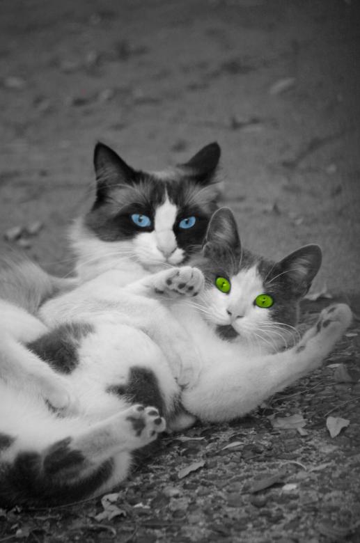 Free stock image of Frankie and Nala created by gina staffiery