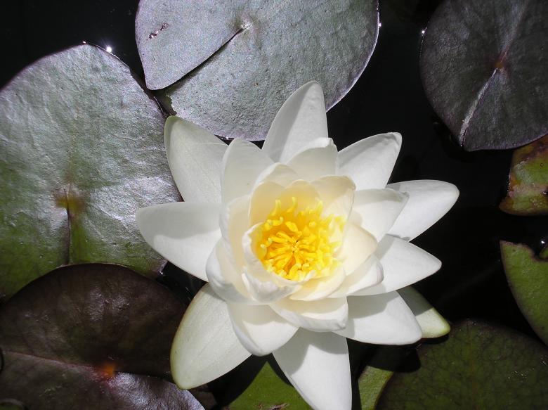 Free stock image of Serenity created by deb jencks