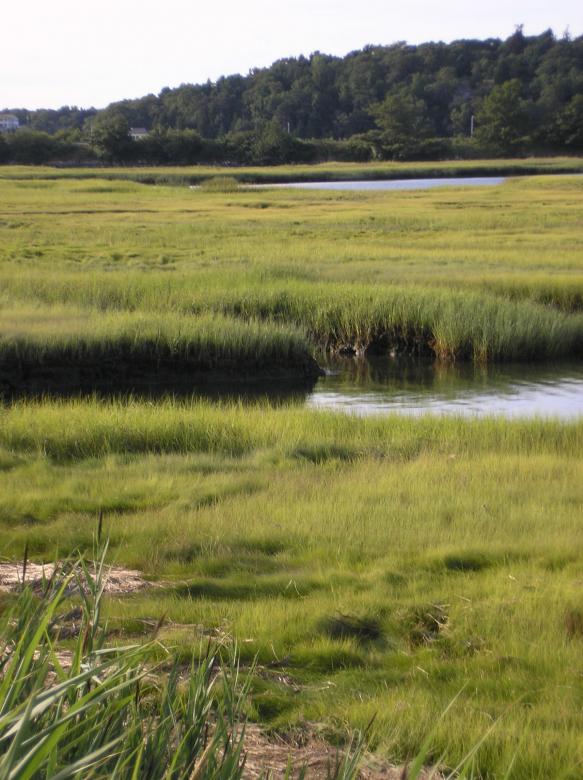 Free stock image of Gloucester, MA salt marsh created by deb jencks