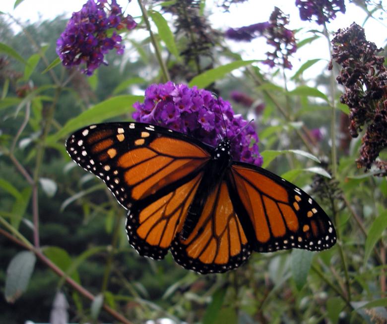 Free stock image of Ready for flight created by deb jencks