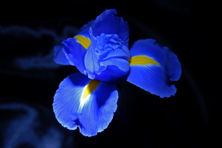 Free stock image of Beauty in Blue created by j. l. johnson