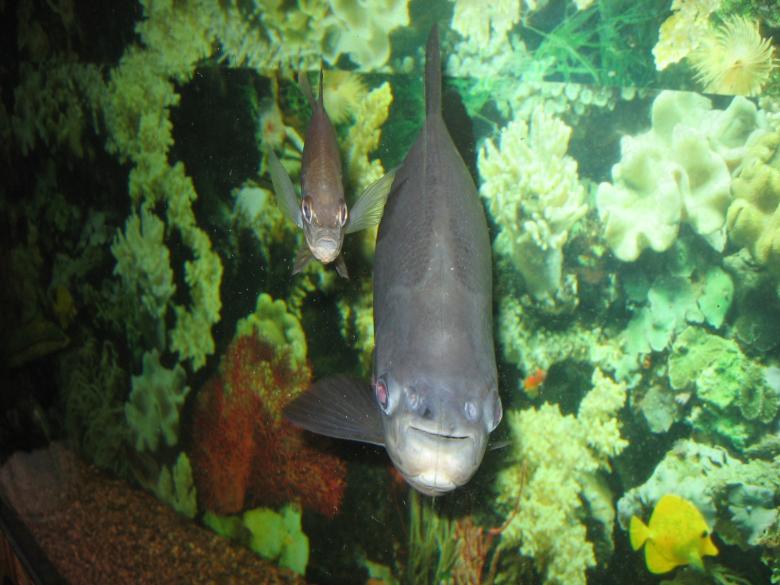Free stock image of Fish created by salih yumer
