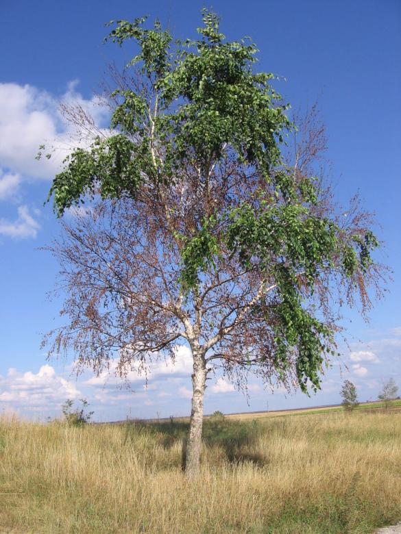 Free stock image of Tree created by salih yumer