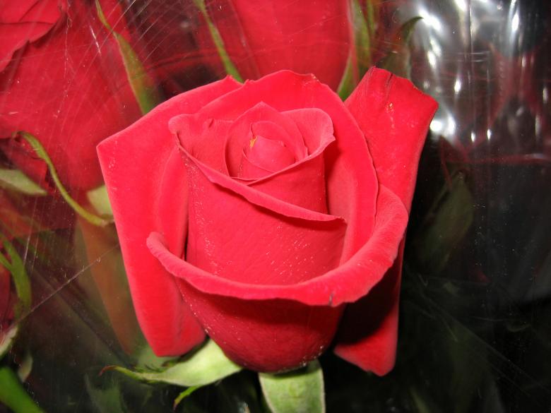 Free stock image of Red Rose created by chris kankiewicz