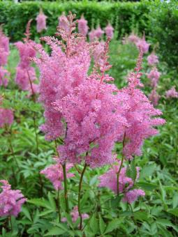 Frilly Pink Flower - Free Stock Photo
