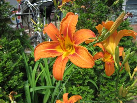 Orange Flower - Free Stock Photo