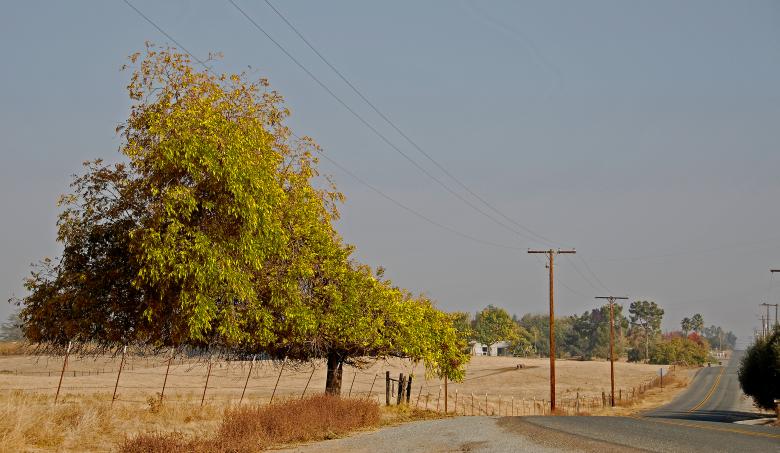 Free stock image of Strange Tree created by j. l. johnson