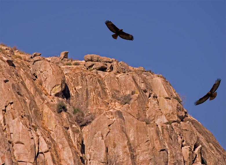 Free stock image of Flight of the Hawks created by j. l. johnson