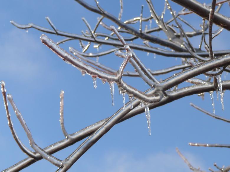 Free stock image of Icy Tree created by whitney smith