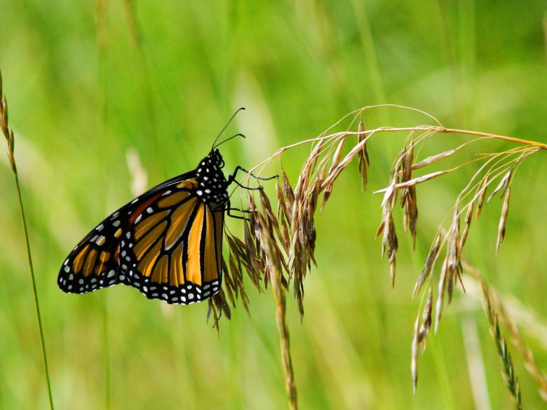 Free stock image of Monarch Butterfly created by cory finlayson