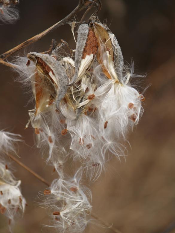 Free stock image of Fall milkweed created by cory finlayson