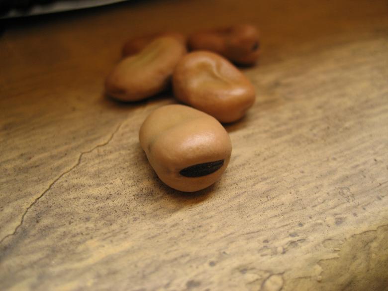 Free stock image of Bean created by wael wafik