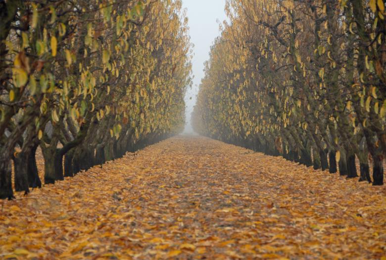 Free stock image of Fall Grove in the Fog created by j. l. johnson