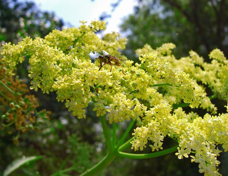 Free stock image of Bee My Flower created by joe webb
