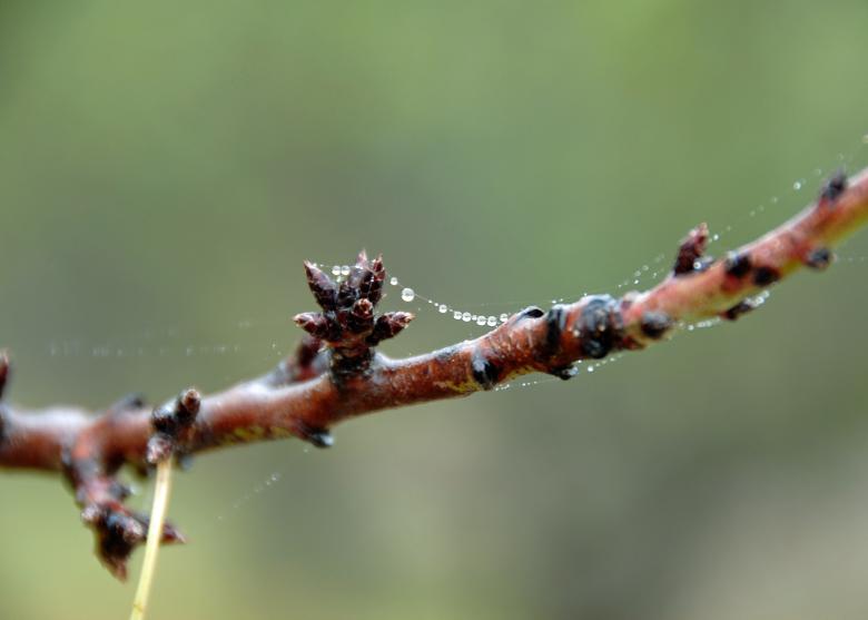 Free stock image of Dangling So Elegantly created by j. l. johnson
