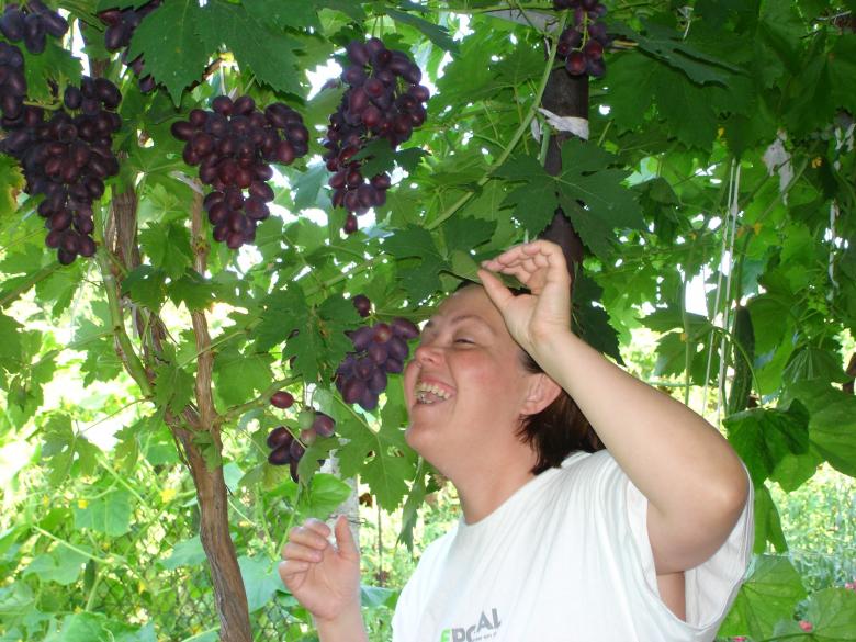 Free stock image of Favorite grapes created by maria nickolova