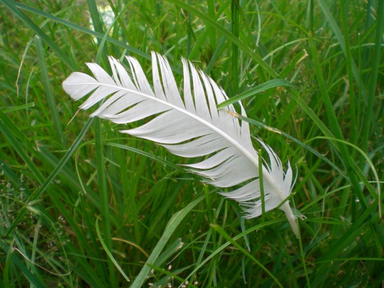 Free stock image of Feathergreen created by mai velasquez