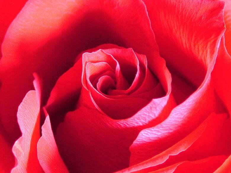 Free stock image of Red Rose created by gavin hopps