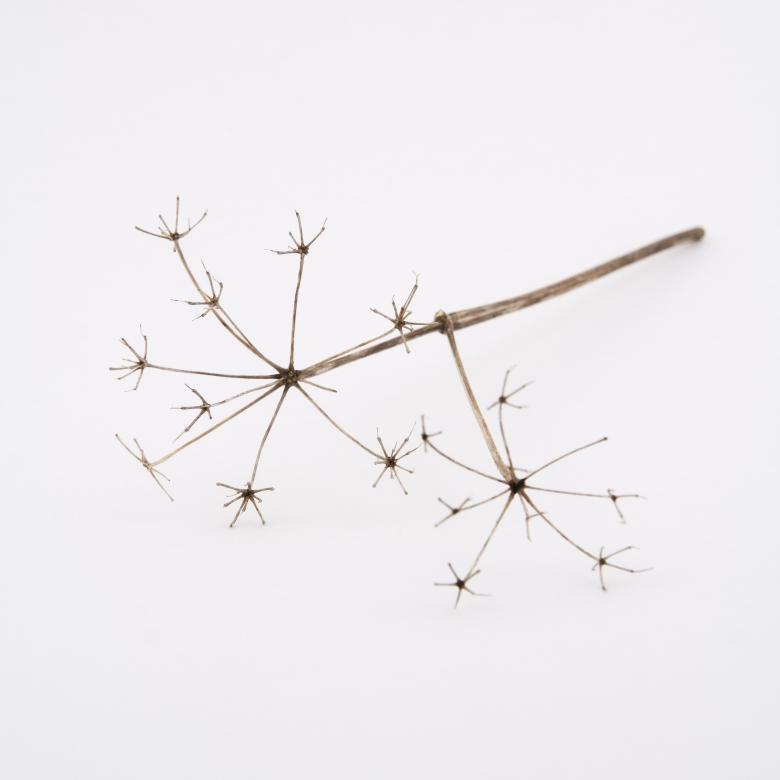 Free stock image of Plant on white created by christian taylor hauschild