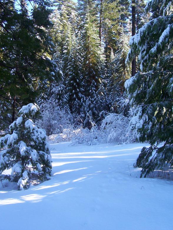 Free stock image of Snow covered trees created by christelle rittener