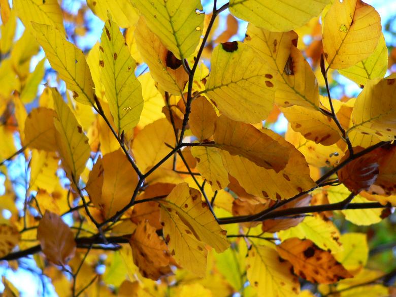 Free stock image of Golden created by neil heslop