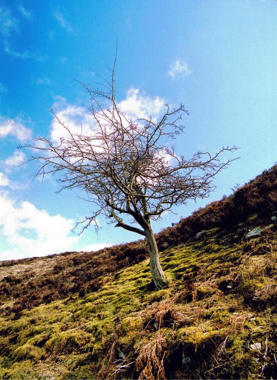 Free stock image of Bare Tree created by neil heslop