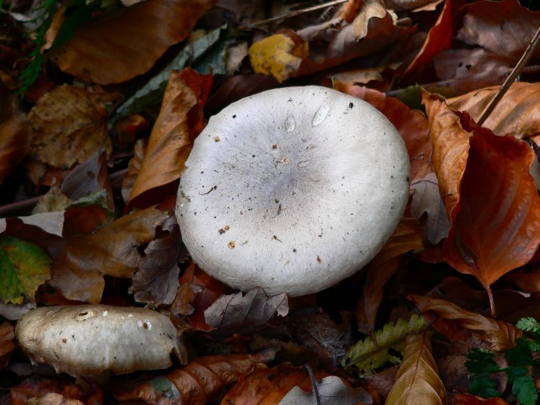 Free stock image of Fungi at Digley created by neil heslop