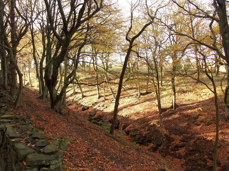 Free stock image of Woodland created by neil heslop
