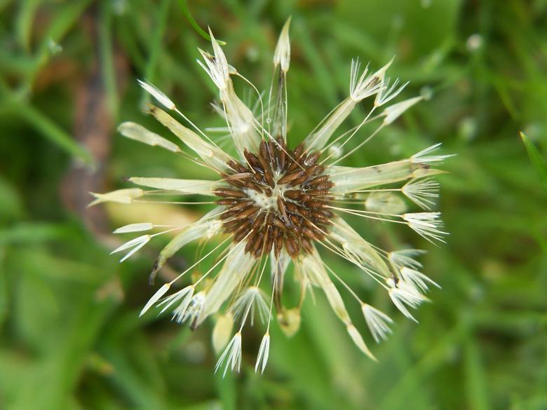 Free stock image of Star created by neil heslop