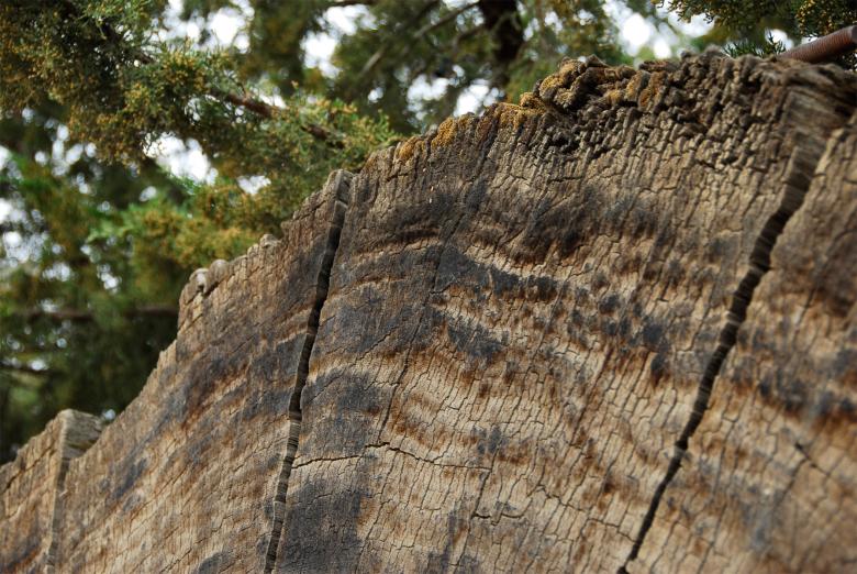 Free stock image of Fallen Tree - Cross Section created by j. l. johnson