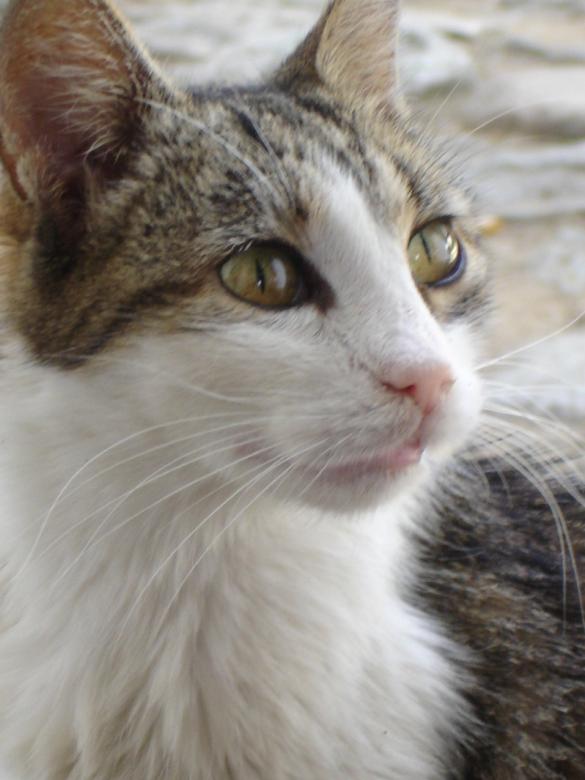Free stock image of Grandma cat created by maria nickolova