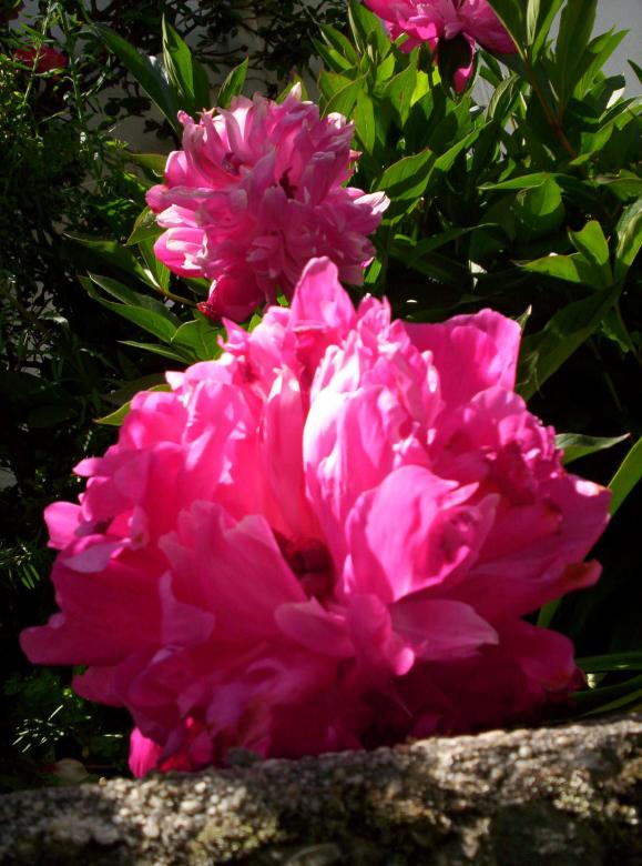 Free stock image of Das Low Engel Paeony created by Peter Alexander Robb