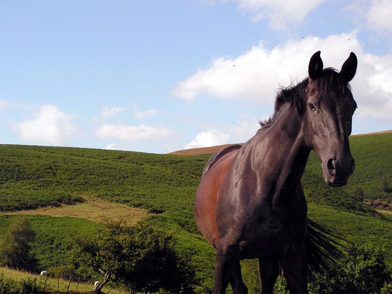 Free stock image of Tommy created by neil heslop