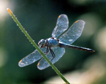 Dragonfly - Free Stock Photo