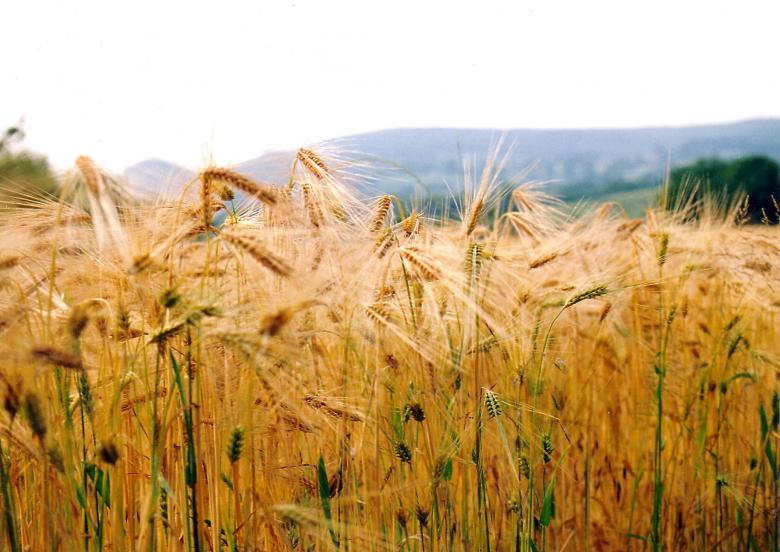 Free stock image of Corn Field near Knayton created by chris raven