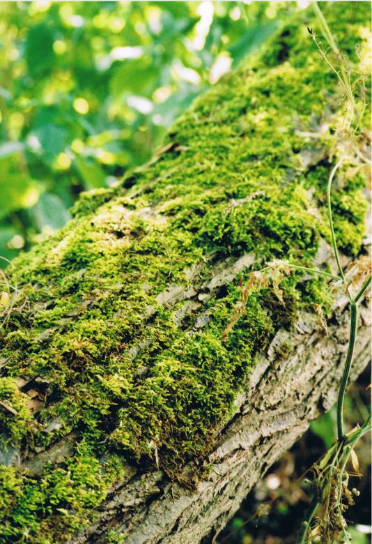 Free stock image of Mossy Tree created by chris raven