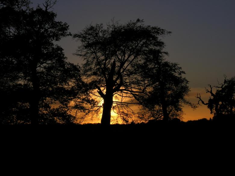 Free stock image of Autunm Silhouette created by colin mulvey